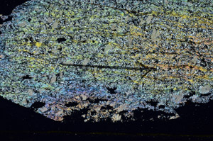 Cross Polarized, S88916