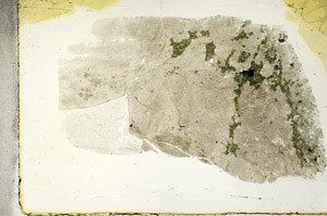 Plane Polarized, S88923
