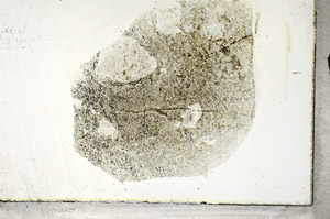 Plane Polarized, S88949