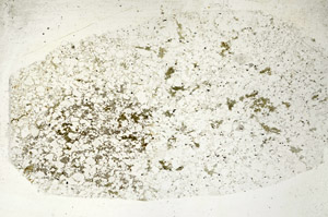 Plane Polarized, S88955