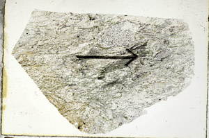 Plane Polarized, S88958