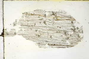 Plane Polarized, S88971