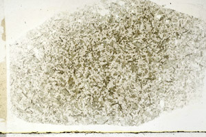 Plane Polarized, S88979