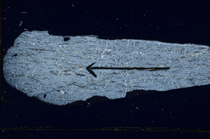 Cross Polarized, S88982