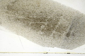 Plane Polarized, S88993