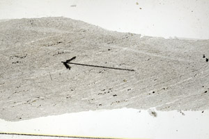 Plane Polarized, S88995