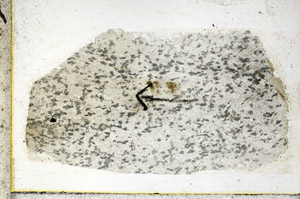 Plane Polarized, S89014