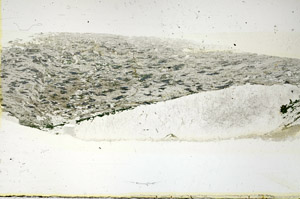 Plane Polarized, S89016