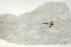 Plane Polarized, S89025