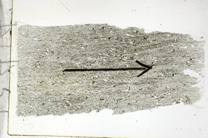 Plane Polarized, S89026