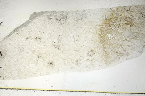 Plane Polarized, S89027