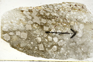 Plane Polarized, S89035