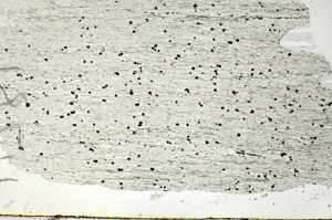 Plane Polarized, S89039