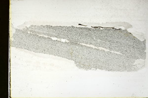 Plane Polarized, S89049