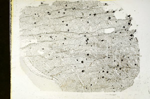 Plane Polarized, S89052