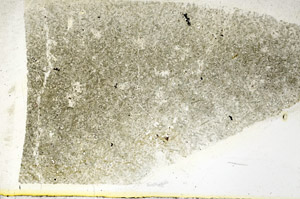 Plane Polarized, S89056