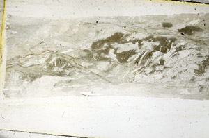 Plane Polarized, S89058