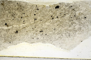 Plane Polarized, S89062