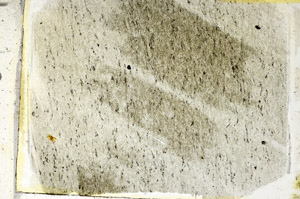 Plane Polarized, S89065