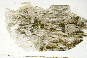 Plane Polarized, S89076