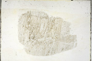 Plane Polarized, S89082