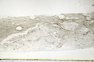 Plane Polarized, S89084