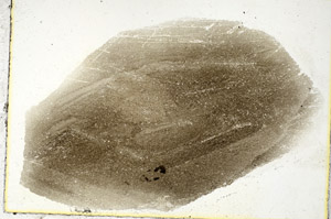 Plane Polarized, S89086