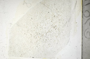 Plane Polarized, S89087