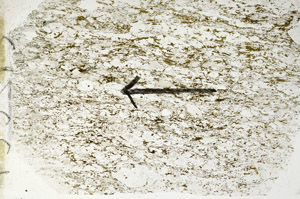 Plane Polarized, S89088