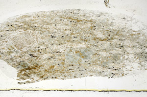 Plane Polarized, S89095