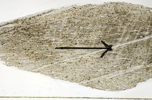 Plane Polarized, S89096