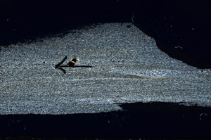 Cross Polarized, S89115