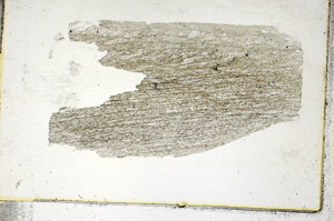 Plane Polarized, S89117