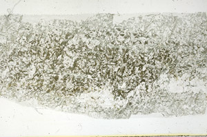 Plane Polarized, S89122