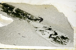 Plane Polarized, S89123