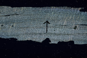 Cross Polarized, S89132