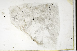 Plane Polarized, S89145