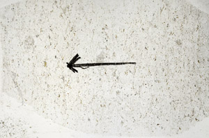Plane Polarized, S89159