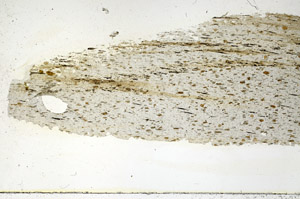 Plane Polarized, S89167
