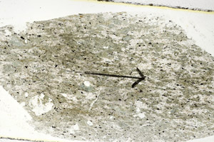 Plane Polarized, S89172
