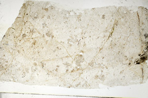 Plane Polarized, S89179
