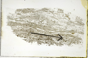 Plane Polarized, S89190