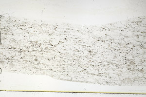 Plane Polarized, S89197