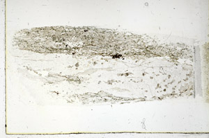 Plane Polarized, S89203