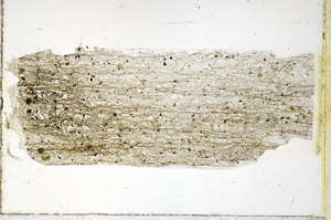 Plane Polarized, S89211
