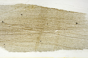 Plane Polarized, S89212