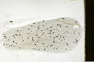 Plane Polarized, S89214