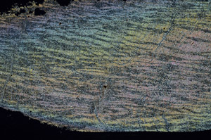 Cross Polarized, S89217