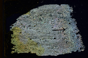 Cross Polarized, S89221