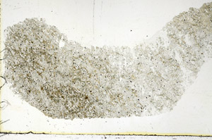 Plane Polarized, S89231